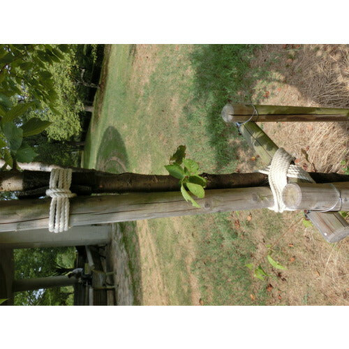 ＴＲＵＳＣＯ 綿ロープ ３つ打 線径６ｍｍＸ長さ１０ｍ R-610M