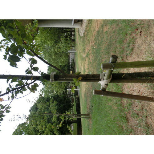 ＴＲＵＳＣＯ 綿ロープ ３つ打 線径６ｍｍＸ長さ２０ｍ R-620M