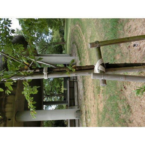 ＴＲＵＳＣＯ 綿ロープ ３つ打 線径６ｍｍＸ長さ３０ｍ R-630M